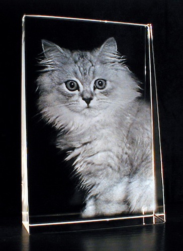 Котик в стекле